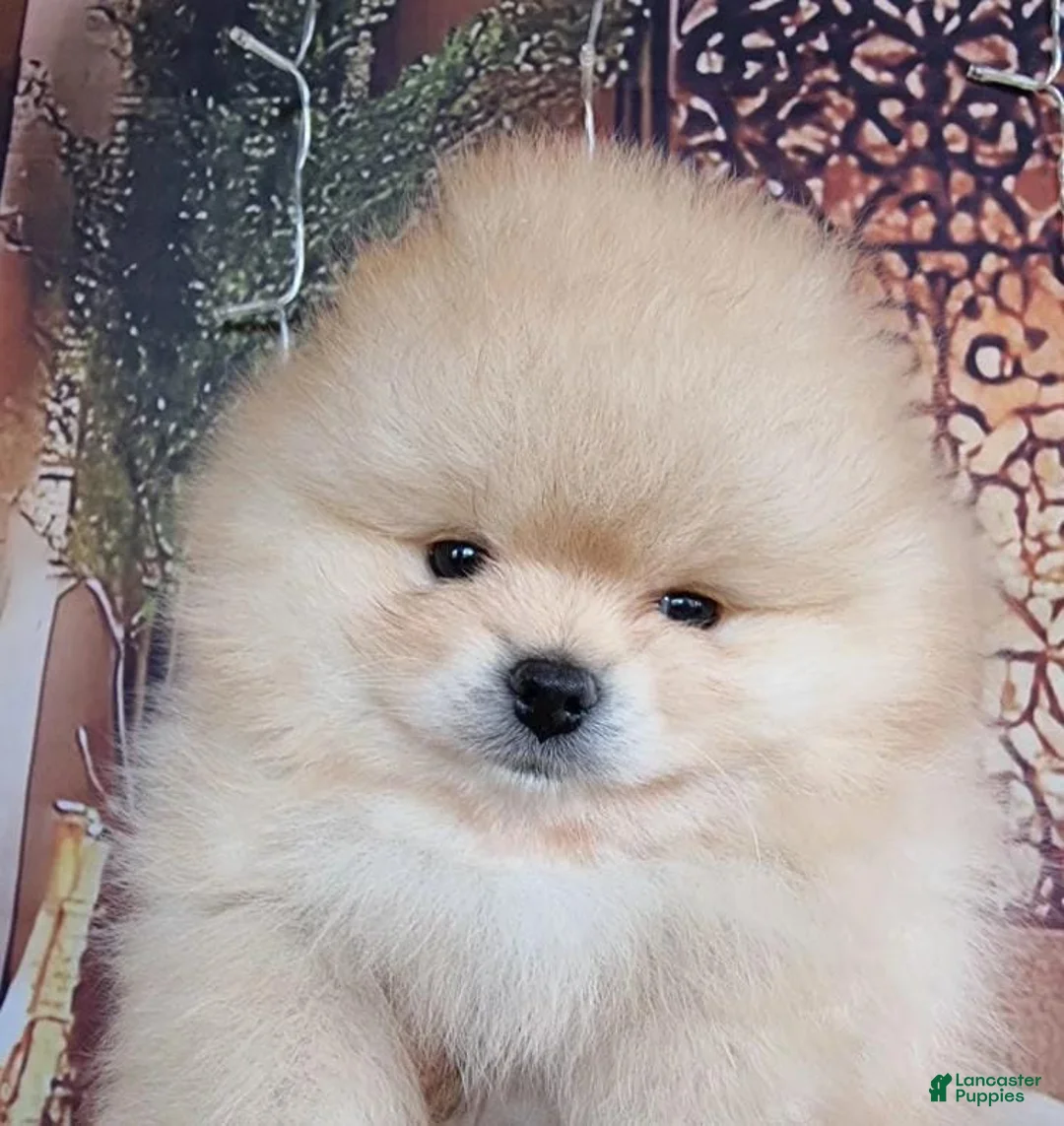 Pomeranian dogs for sale: Niko - Ad 1
