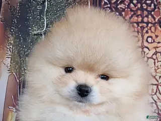 Pomeranian dogs Niko - Ad 9