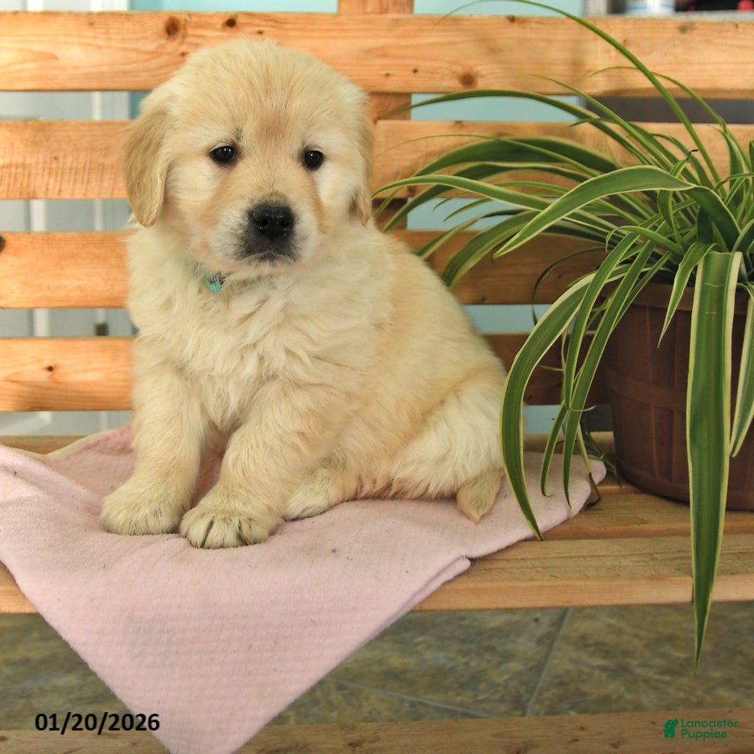 Golden Retriever dogs for sale: Kaya - Ad 1