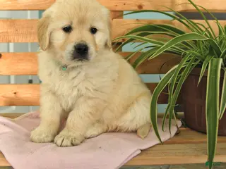 Golden Retriever dogs Kaya - Ad 6