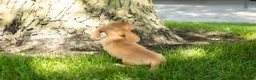 Miniature Dachshund dogs for sale: Bella  - Ad 4