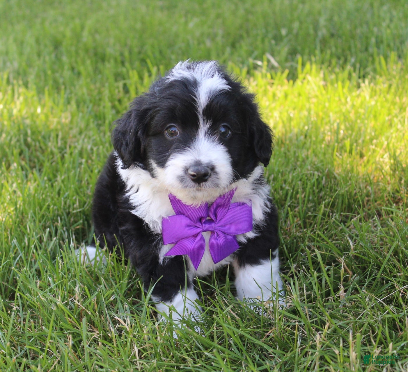 Mini Aussiedoodle dogs for sale: Jackson 💎 - Ad 3