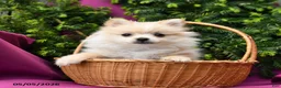 Pomeranian dogs for sale: Sport - Ad 3