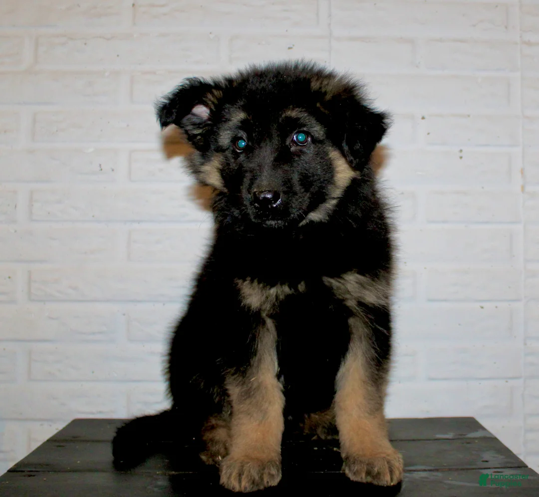 German Shepherd dogs for sale: Everest - Ad 2