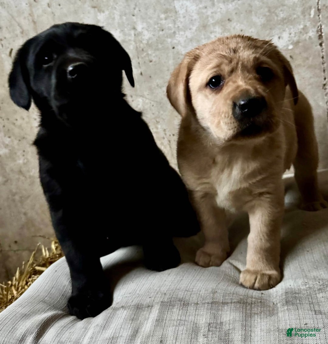 Labrador Retriever dogs for sale: Penny🐾❤️AKC Hip CERT English Lab❤️Call 717-663-8617 - Ad 2