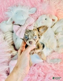 Chihuahua dogs Teacup/Pocketbook Chihuahua 1 - Ad 1