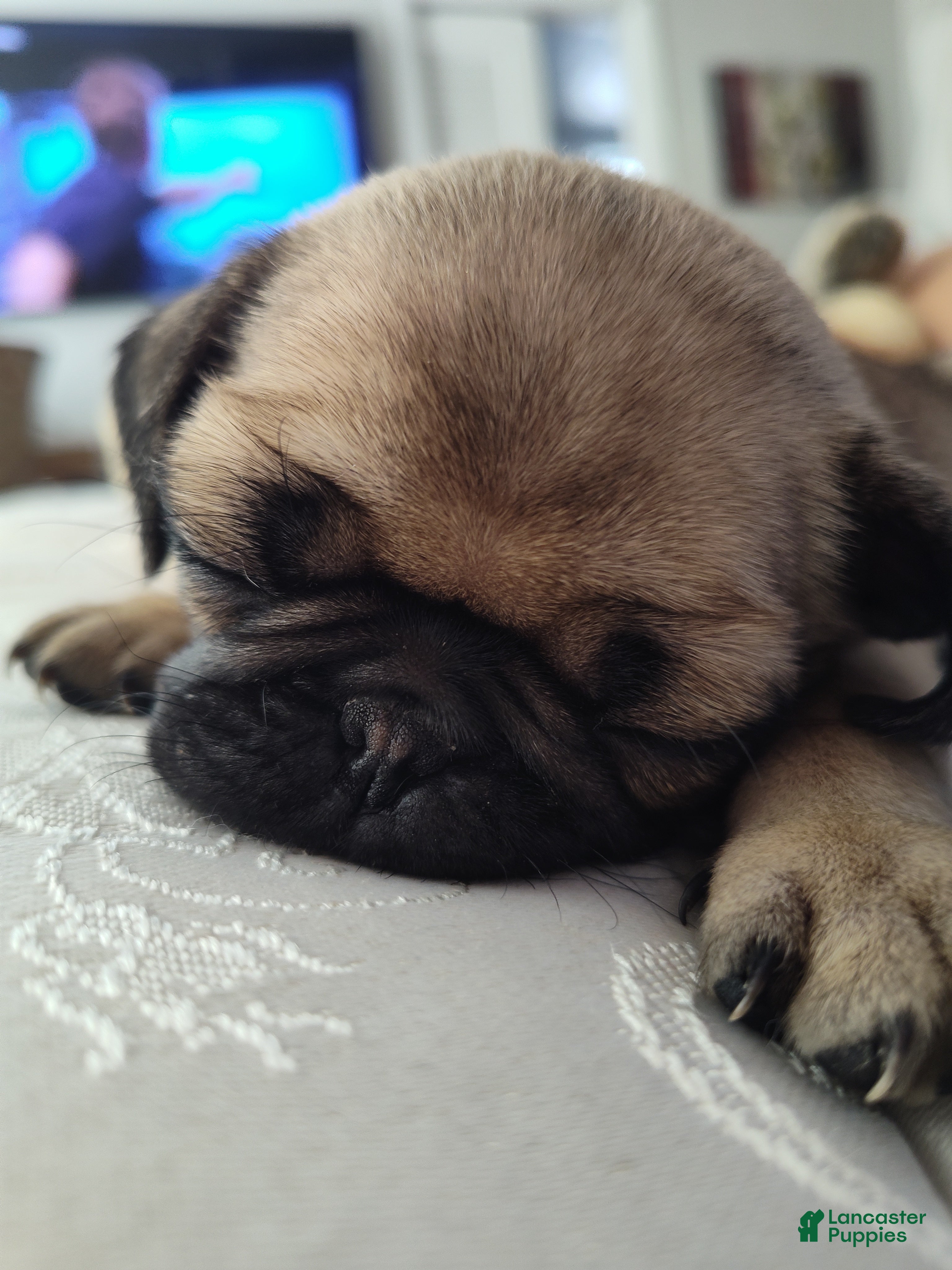 Pug dogs Halo - Ad 2