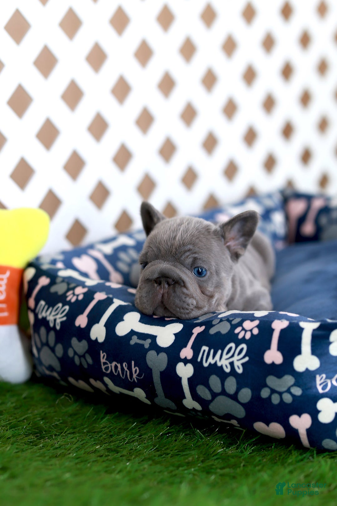 French Bulldog dogs for sale: Milo - Ad 9