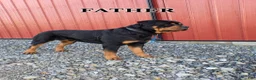 Rottweiler dogs for sale: Ryder - Ad 11