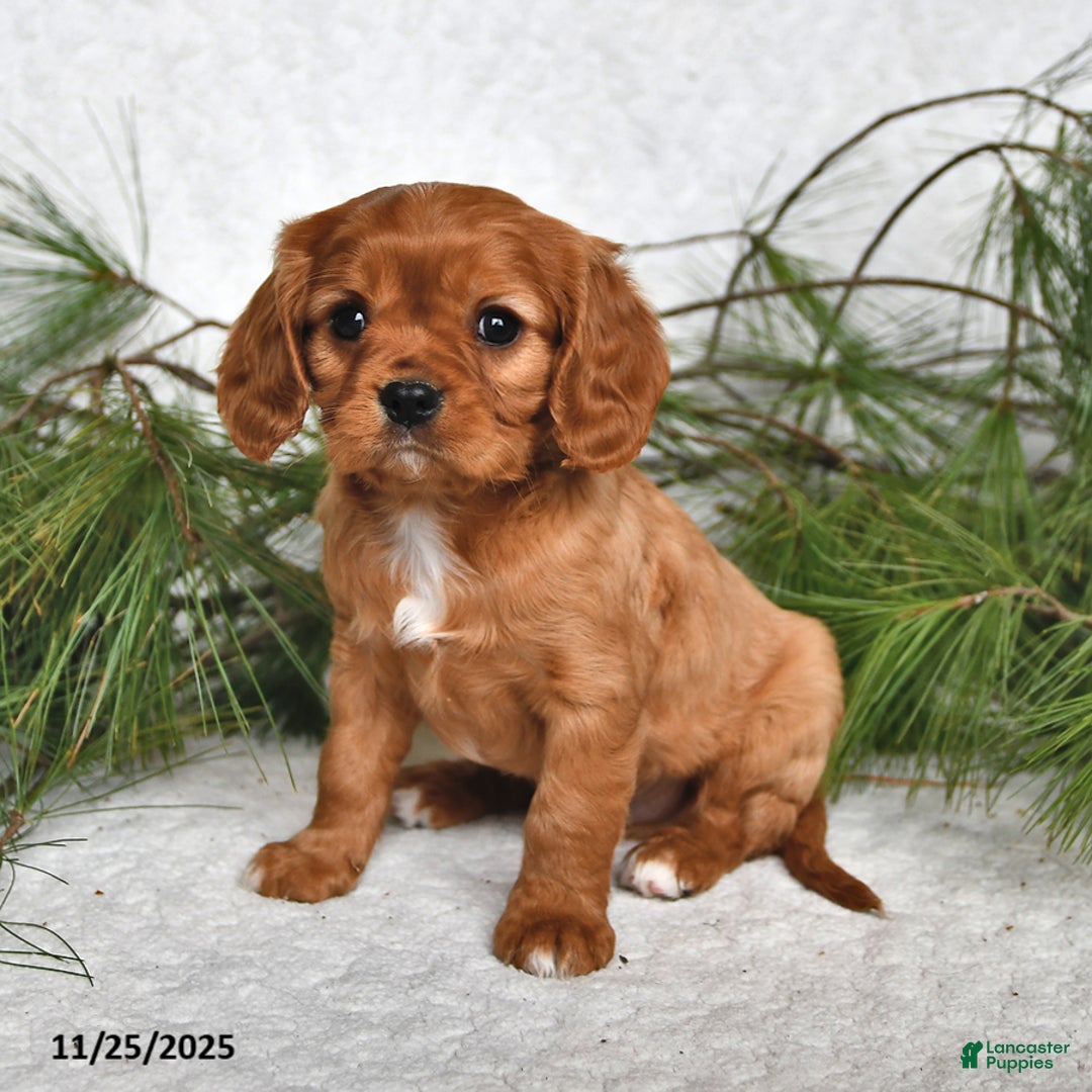 Cavalier King Charles Spaniel dogs for sale: Archer- (chocolate carrier) - Ad 1