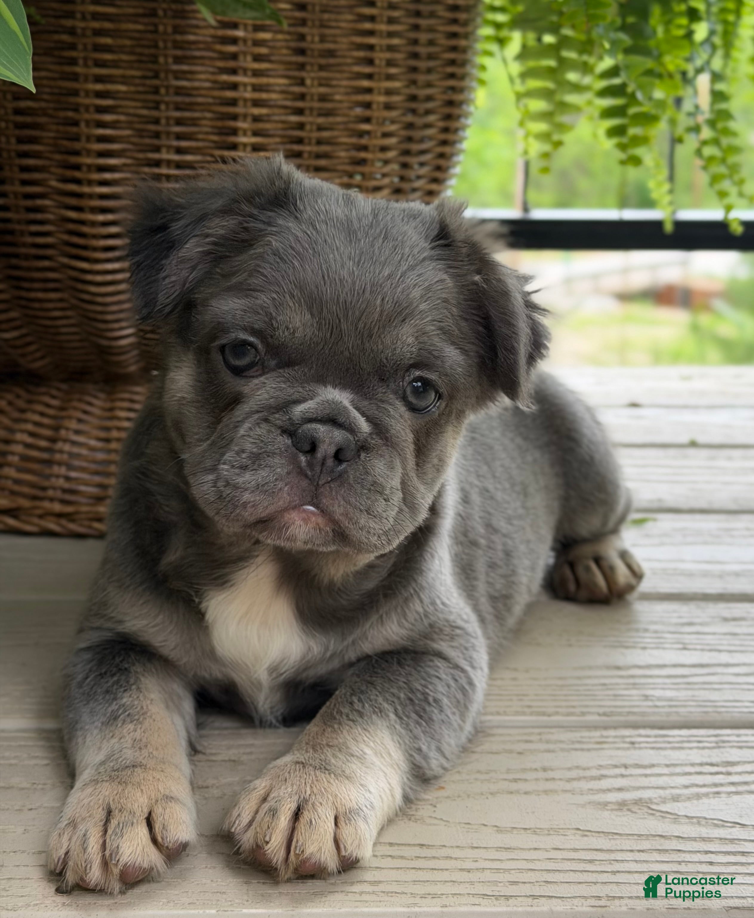 French Bulldog dogs Thea - Ad 1