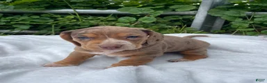 Ari
