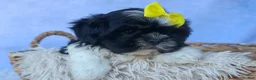 Shih Tzu dogs for sale: SASHA - Ad 3