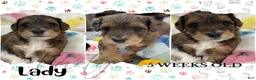 Aussiedoodle dogs for sale: Lady - Ad 7
