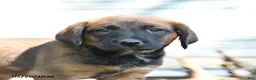 Mixed Breed dogs for sale: Sheba - Ad 3