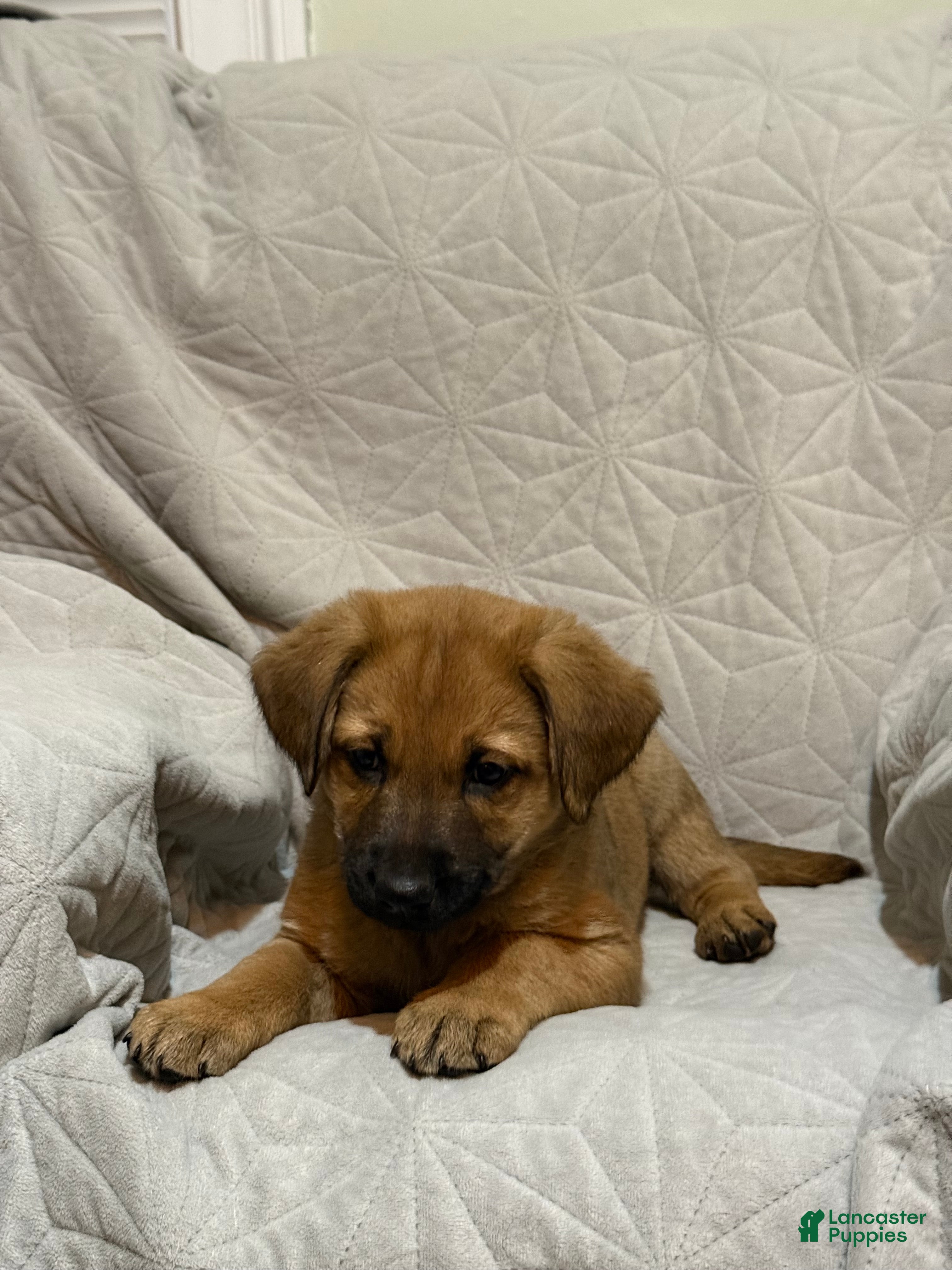 Mixed Breed dogs Mixed Breed Puppy 3 - Ad 27