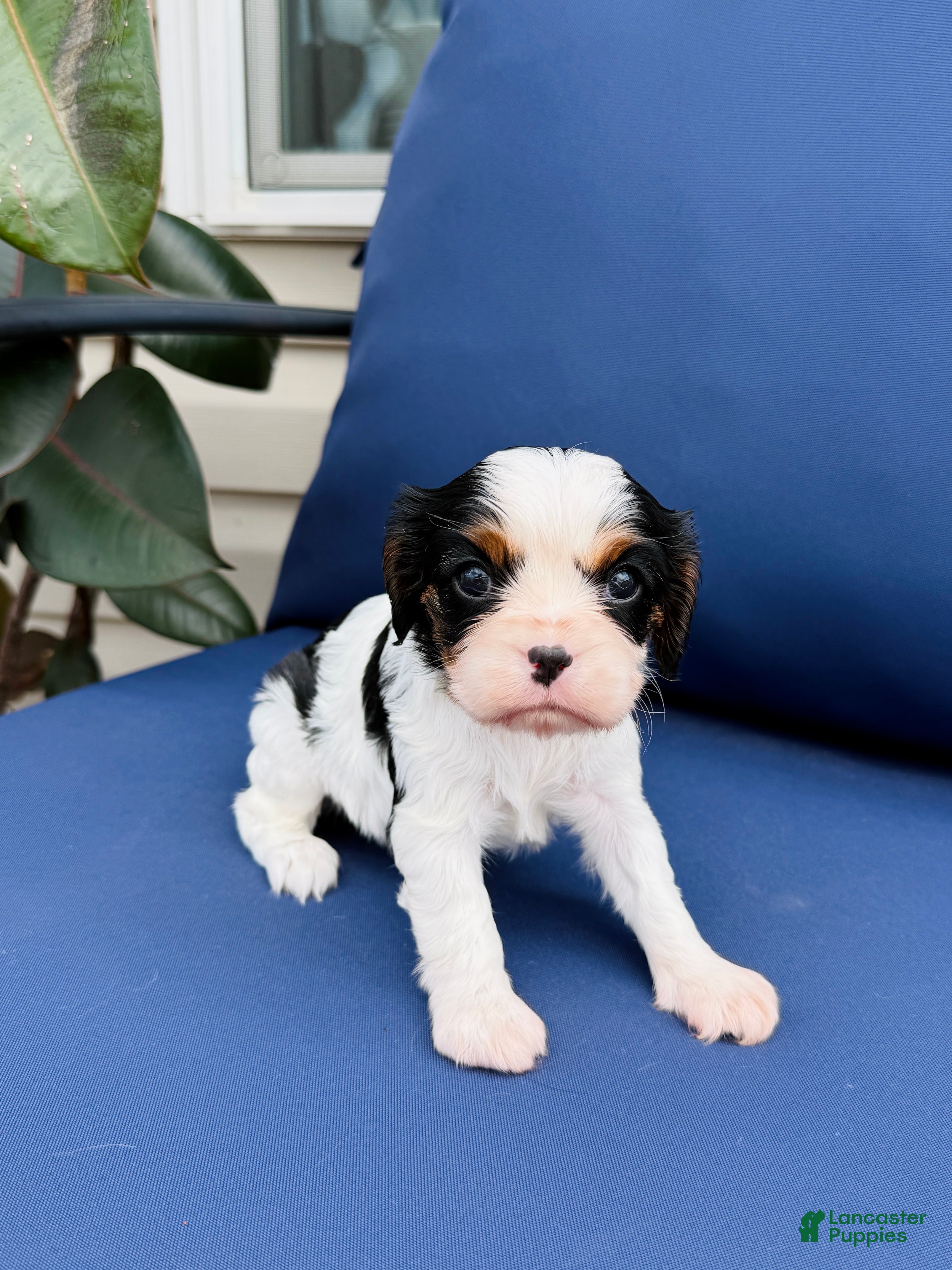Cavalier King Charles Spaniel dogs Lady - Ad 2