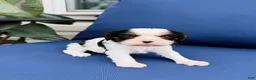 Cavalier King Charles Spaniel dogs for sale: Lady - Ad 2