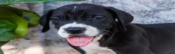 Great Dane dogs for sale: Fern - Ad 2