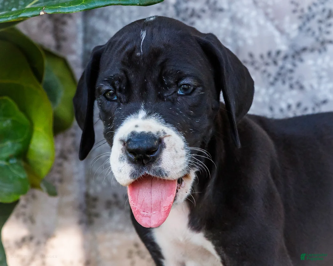 Great Dane dogs for sale: Fern - Ad 2