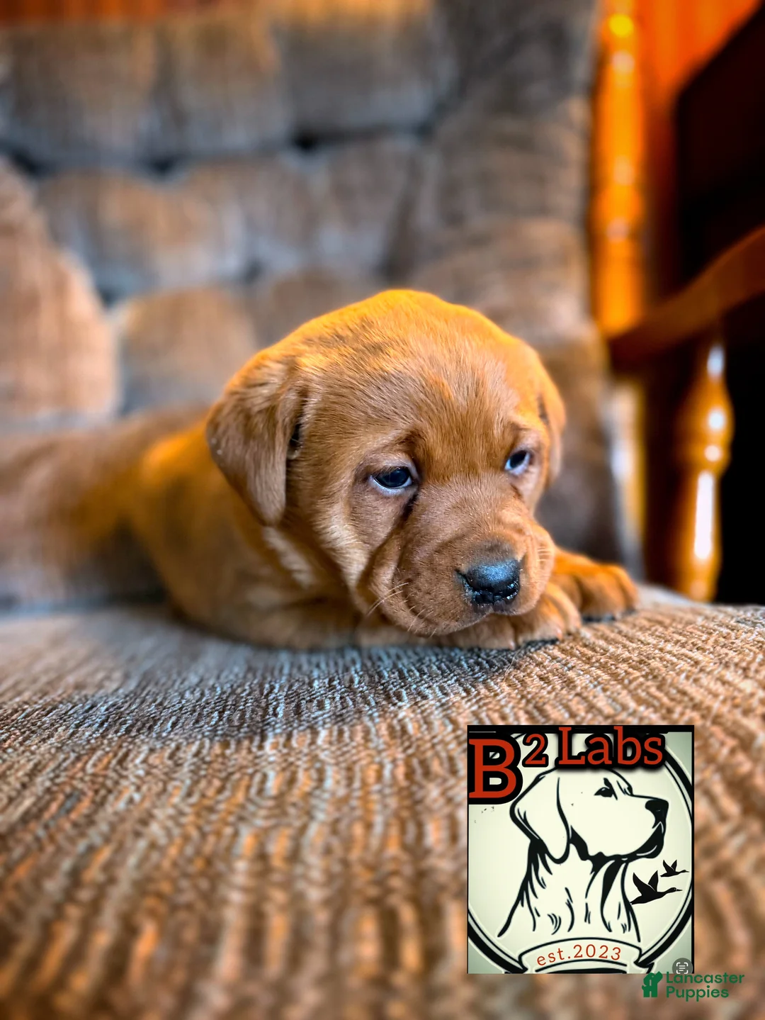 Labrador Retriever dogs for sale: Labrador Retriever Puppy 3 - Ad 2