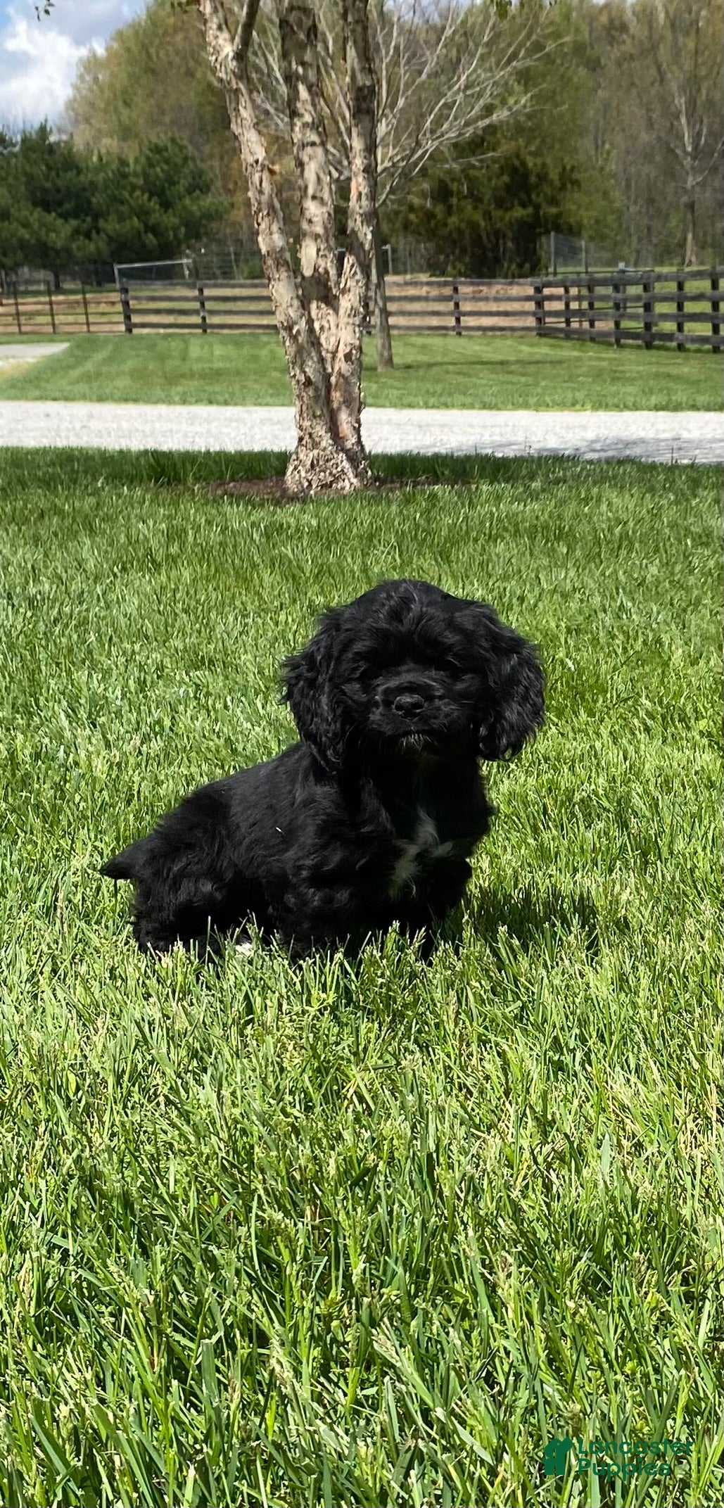 Cocker Spaniel dogs for sale: Gabby - Ad 1