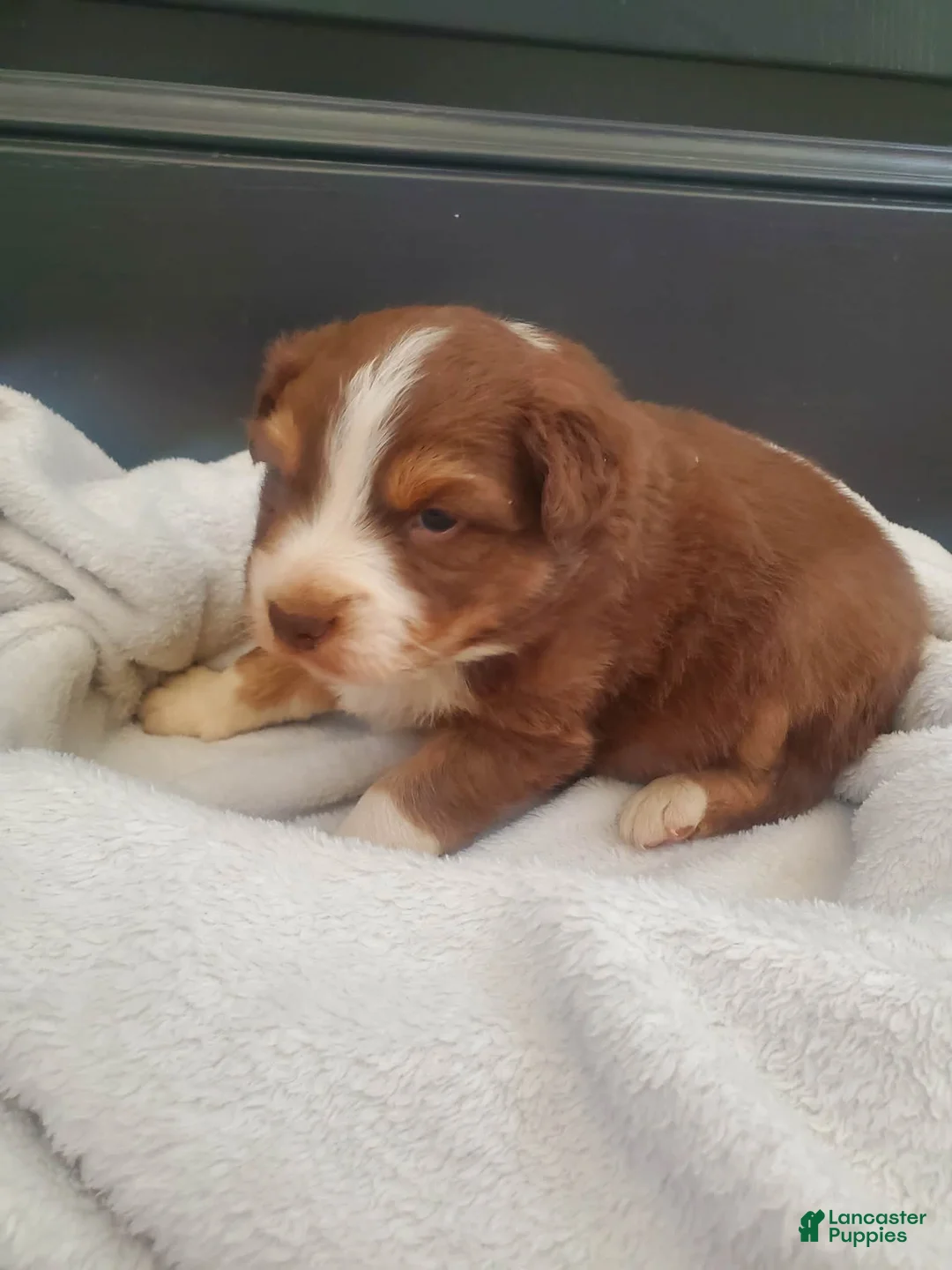 Australian Shepherd dogs for sale: Graham - Ad 1