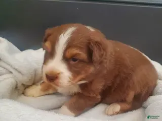 Australian Shepherd dogs Graham - Ad 15