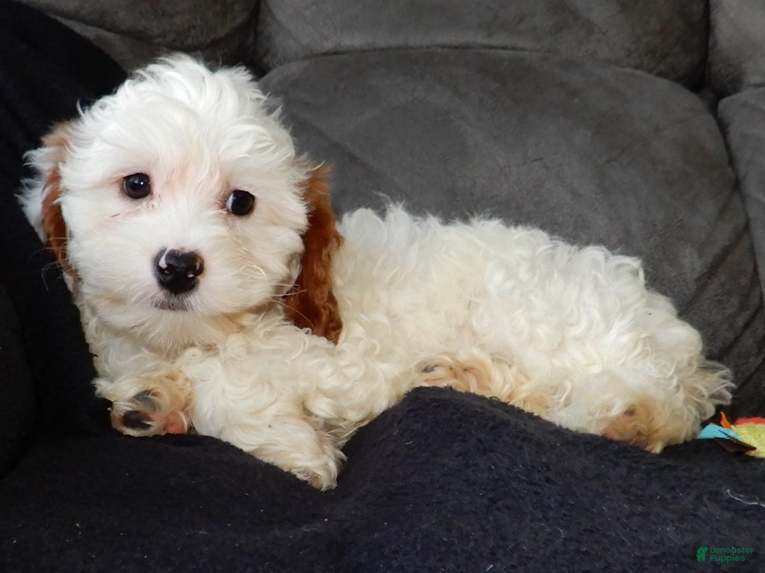 Cavapoo dogs for sale: Snowball - Ad 2