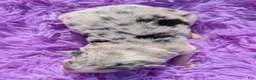 Border Collie dogs for sale: Puppy #8 - Ad 3