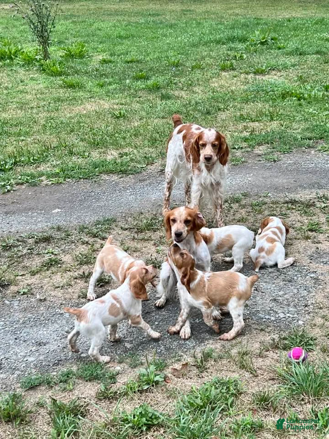 Gallery Image {{count}}