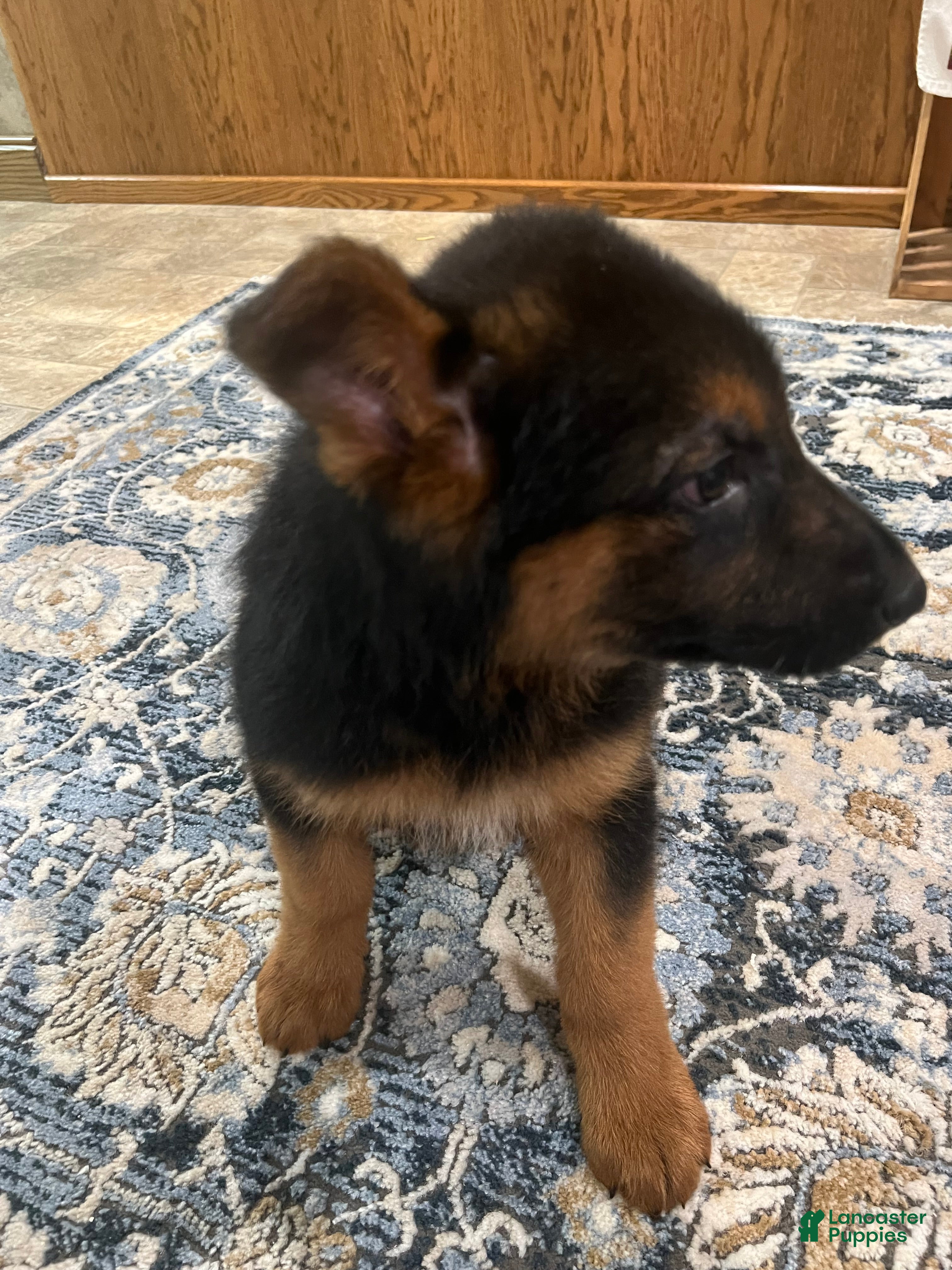 German Shepherd dogs German Shepherd Puppy 8 - Ad 2