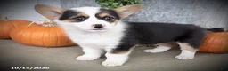 Welsh Corgi Pembroke dogs for sale: Emily - Ad 3