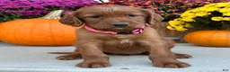 Irish Setter dogs for sale: Sadie - Ad 6