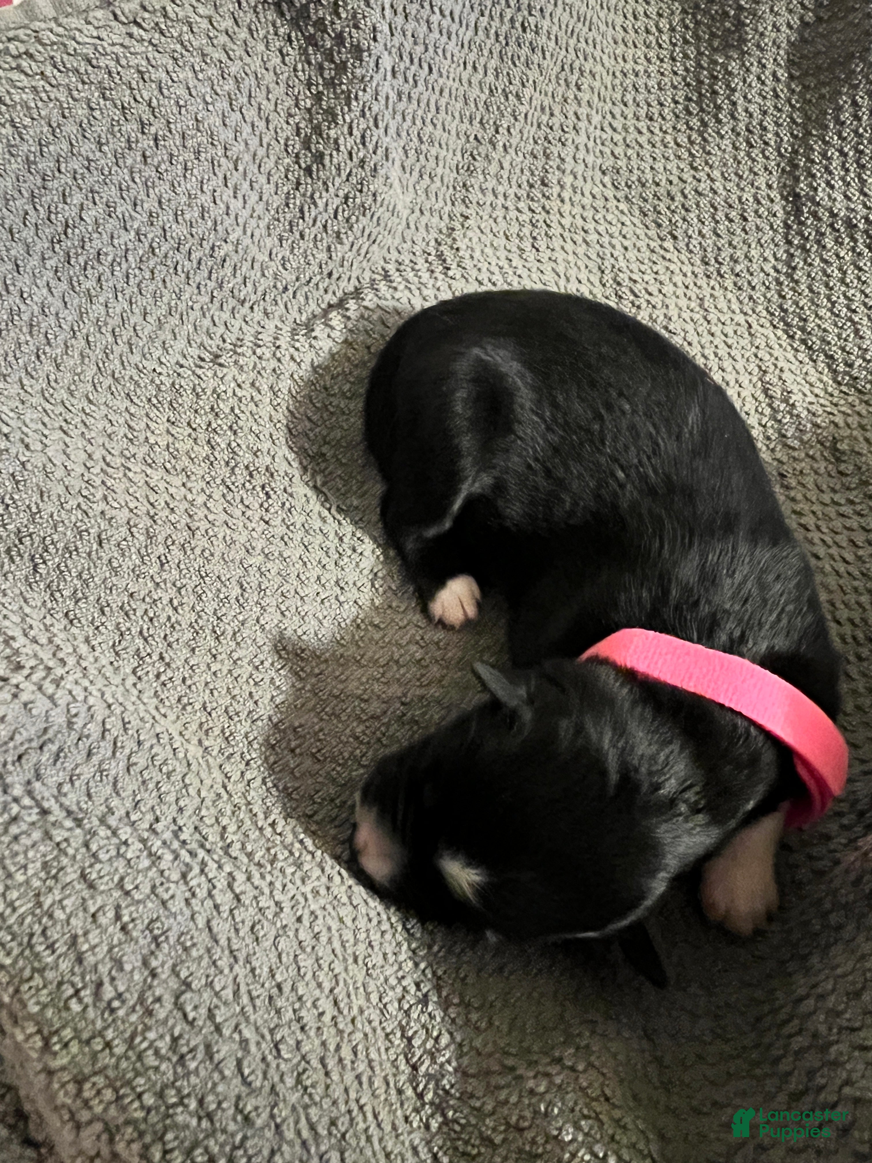 Mixed Breed dogs Pink - Ad 19