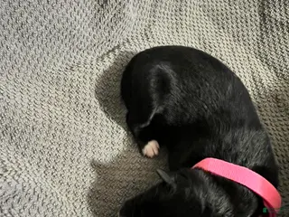 Mixed Breed dogs Pink - Ad 19