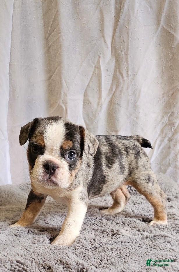 Mixed Breed dogs Mini Blue Bulldog - Ad 1