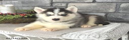 Siberian Husky dogs for sale: Gavin - Ad 4