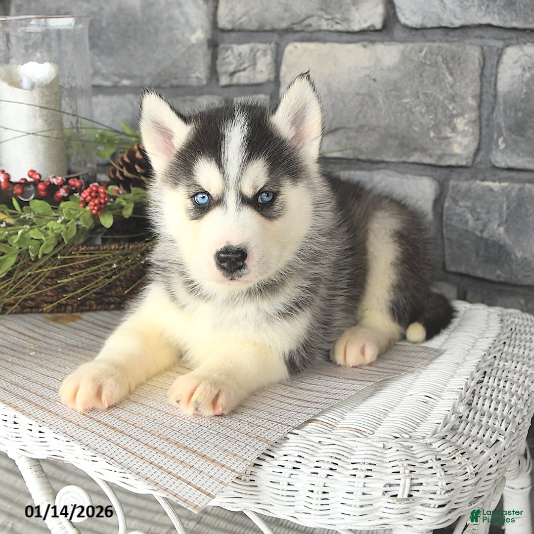 Siberian Husky dogs for sale: Gavin - Ad 4