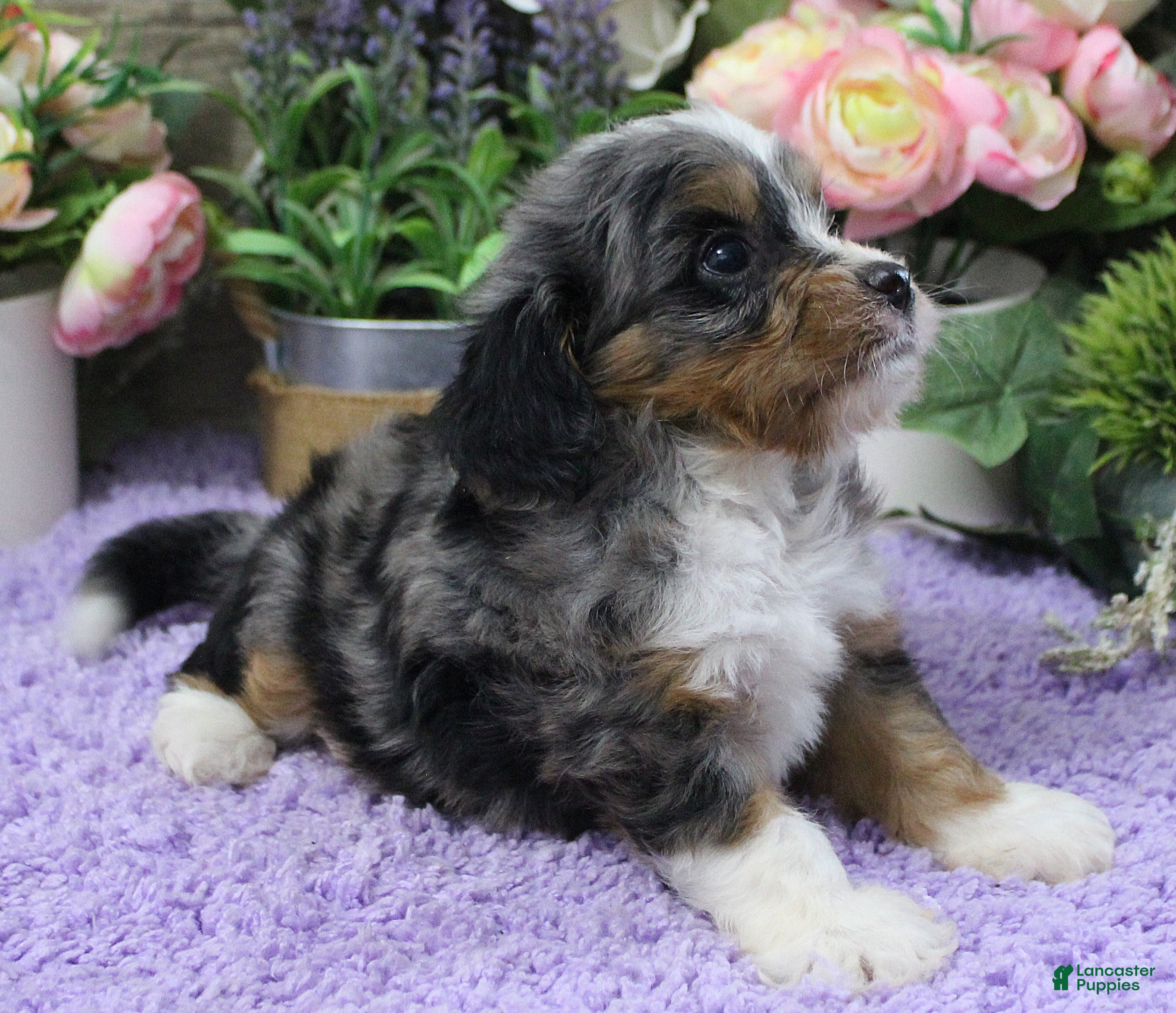 Cavapoo dogs #3 Male of Evie - Ad 41