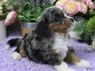 Cavapoo dogs #3 Male of Evie - Ad 41