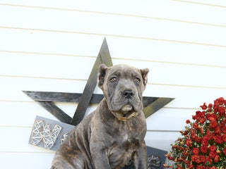 Cane Corso dogs - Ad 33