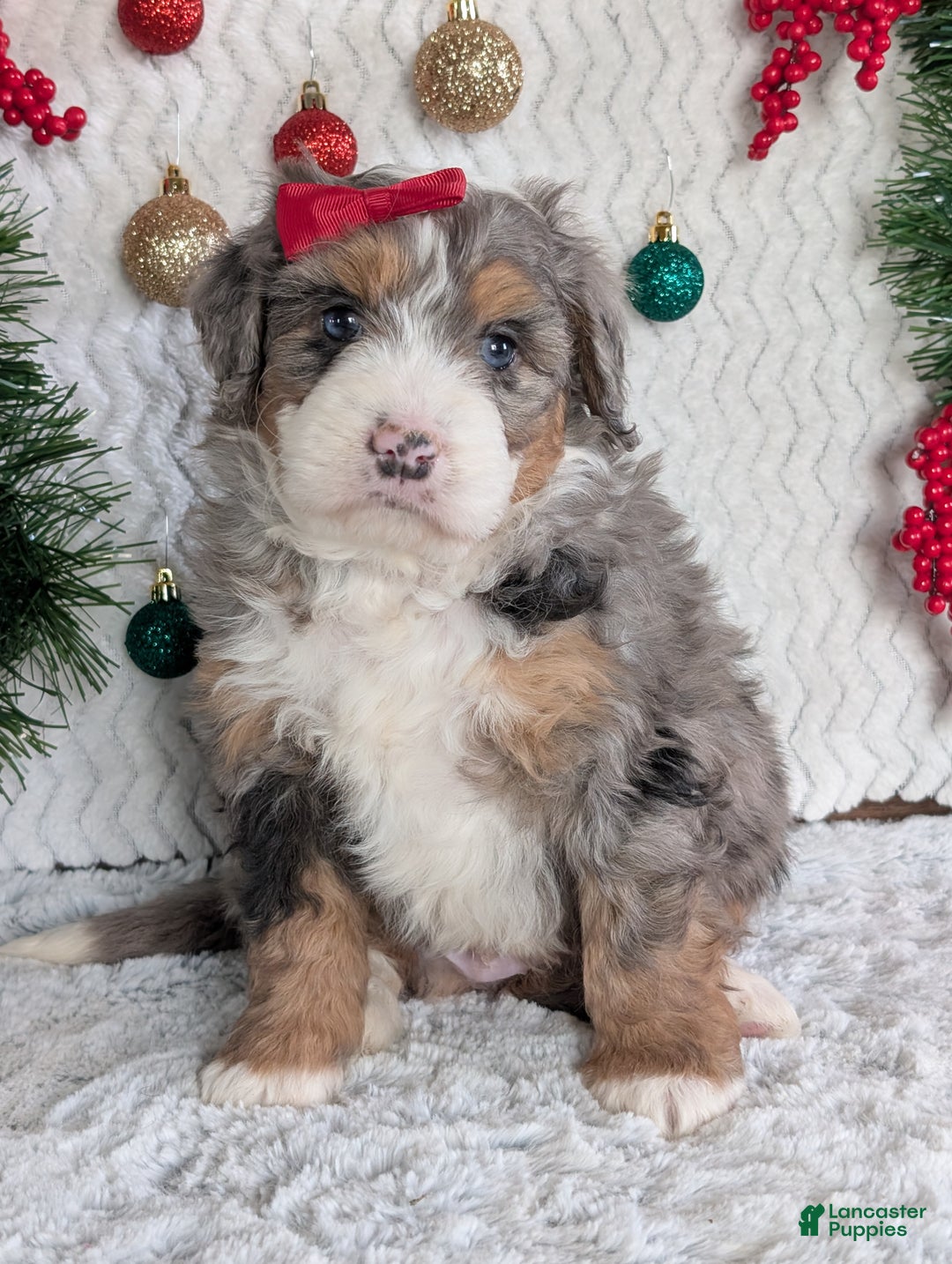 Mini Bernedoodle dogs for sale: Mini Niko  - Ad 21