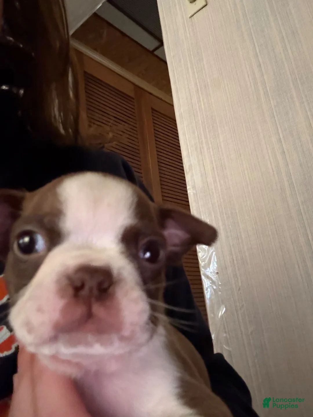 Boston Terrier dogs for sale: Simon - Ad 1