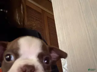 Boston Terrier dogs Simon - Ad 29