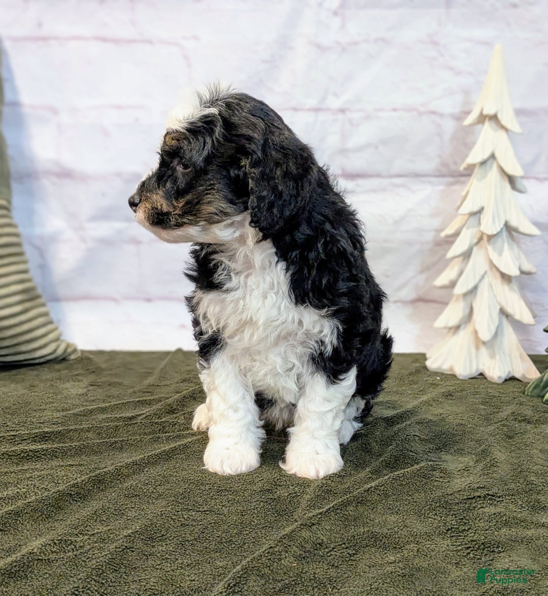 Mini Bernedoodle dogs for sale: Lana - Ad 9