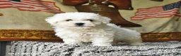 Bichon Frise dogs for sale: Atlas - Ad 2