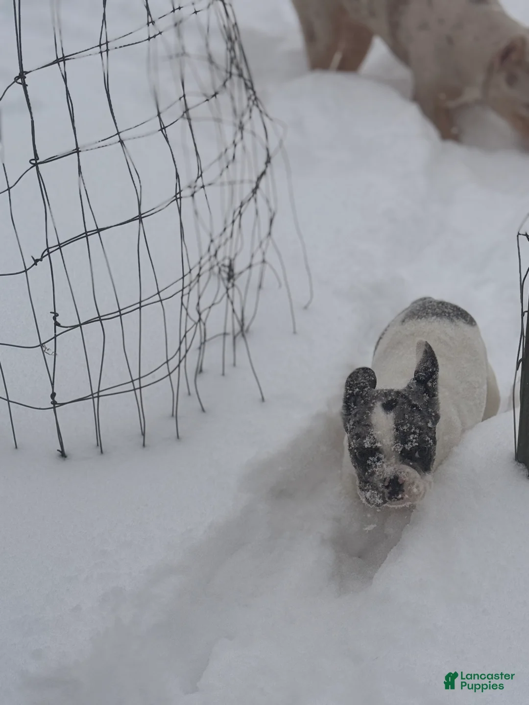 French Bulldog dogs for sale: Merle Frenchie - Ad 1