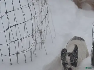 French Bulldog dogs Merle Frenchie - Ad 32