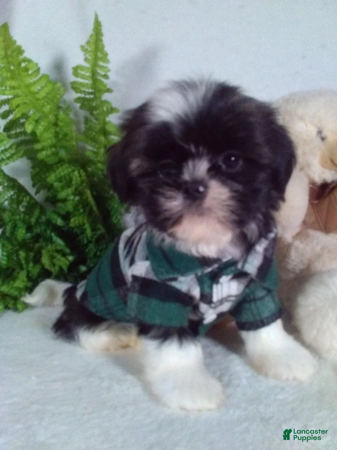 Shih Tzu dogs for sale: Chief  - Ad 2